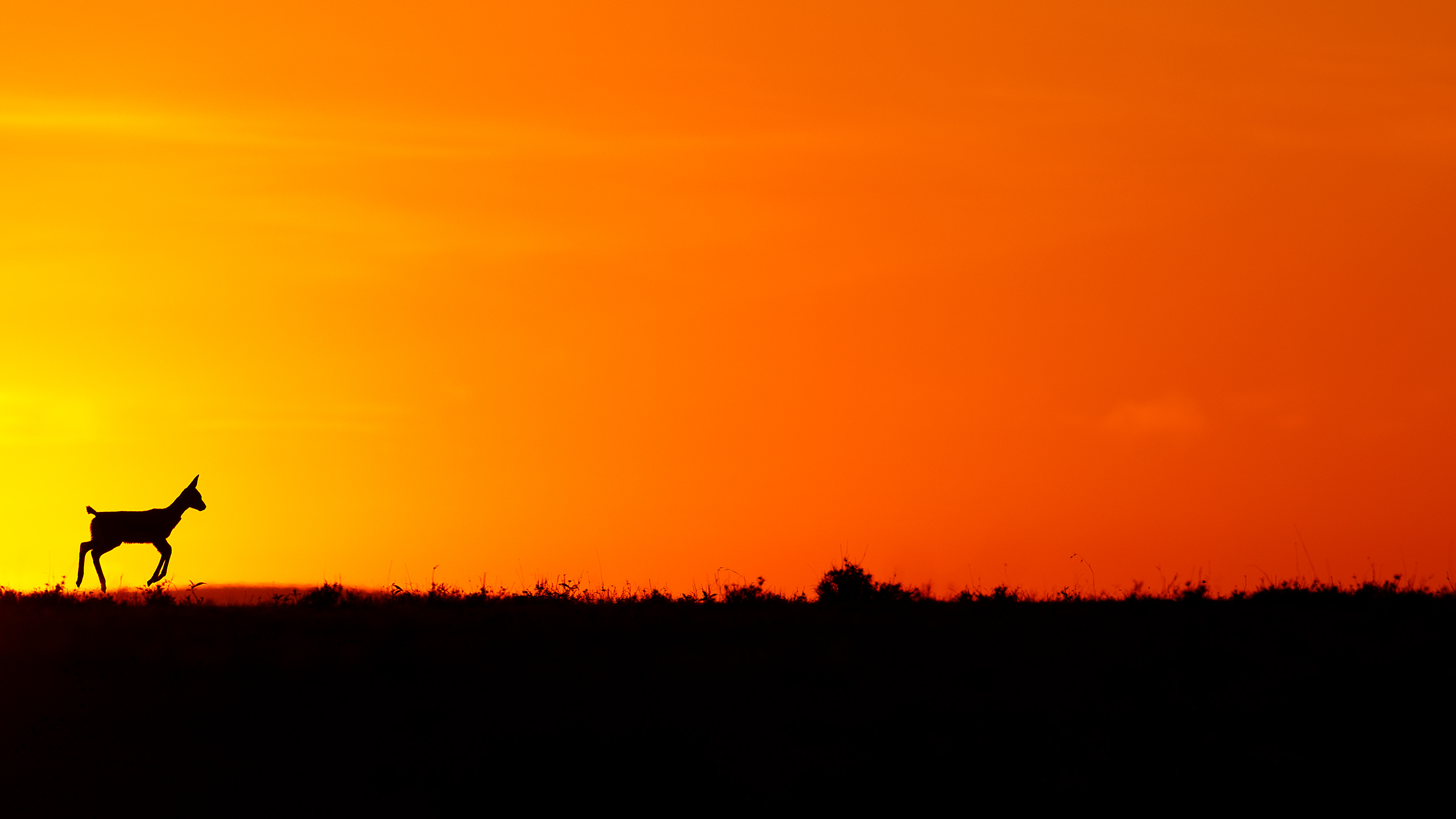 African Wildlife Arindam Bhattacharya