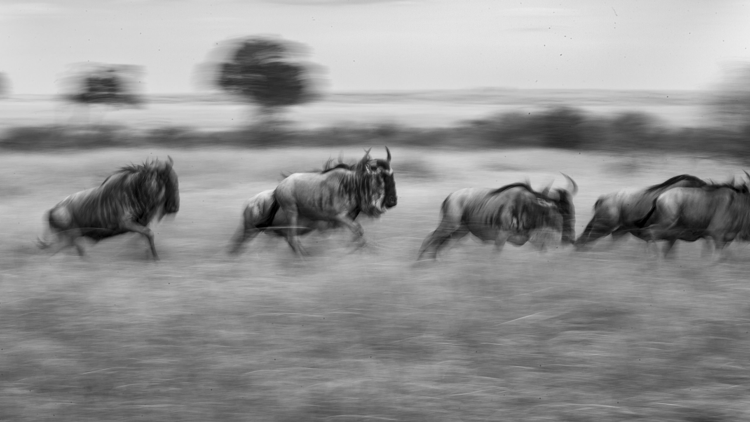 African Wildlife Arindam Bhattacharya