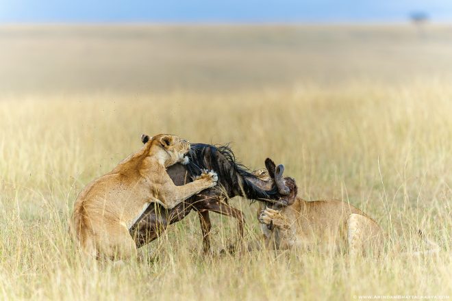 African Lion on a Wildebeest kill in Masai Mara National Park, Kenya, Africa by Arindam Bhattacharya wildlife